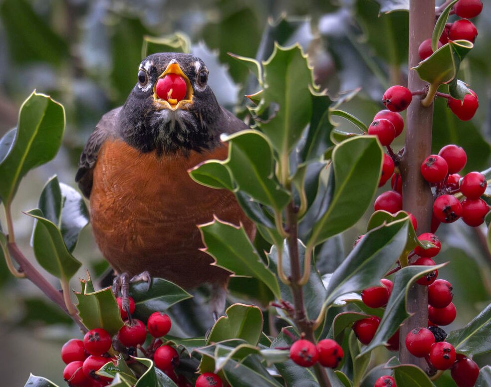 یک "سینه سرخ" آمریکای شمالی