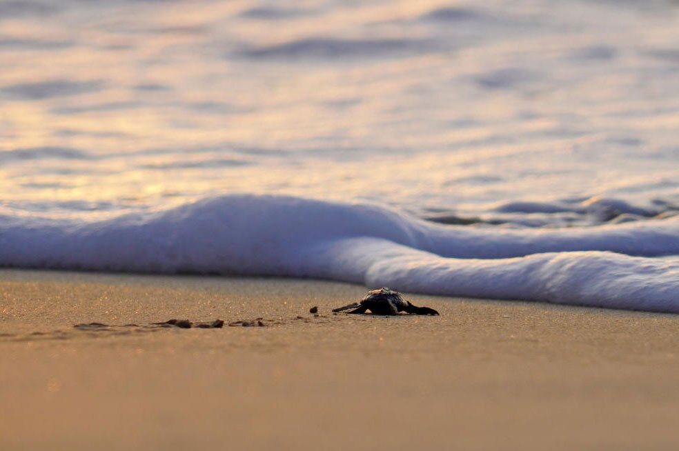 بچه لاک پشت در حال ورود به اقیانوس