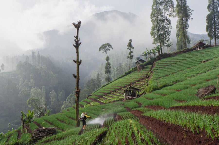 سمپاشی مزرعه در اندونزی