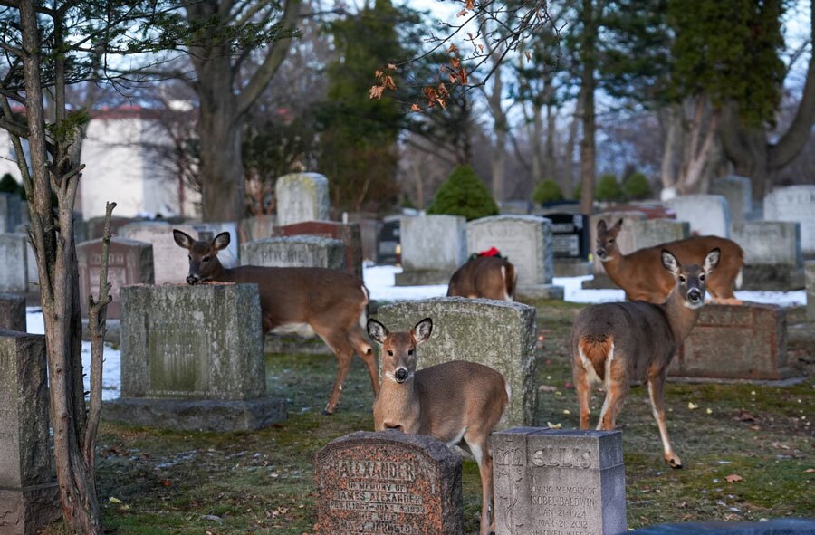 گورستانی در شهر تورنتو کانادا