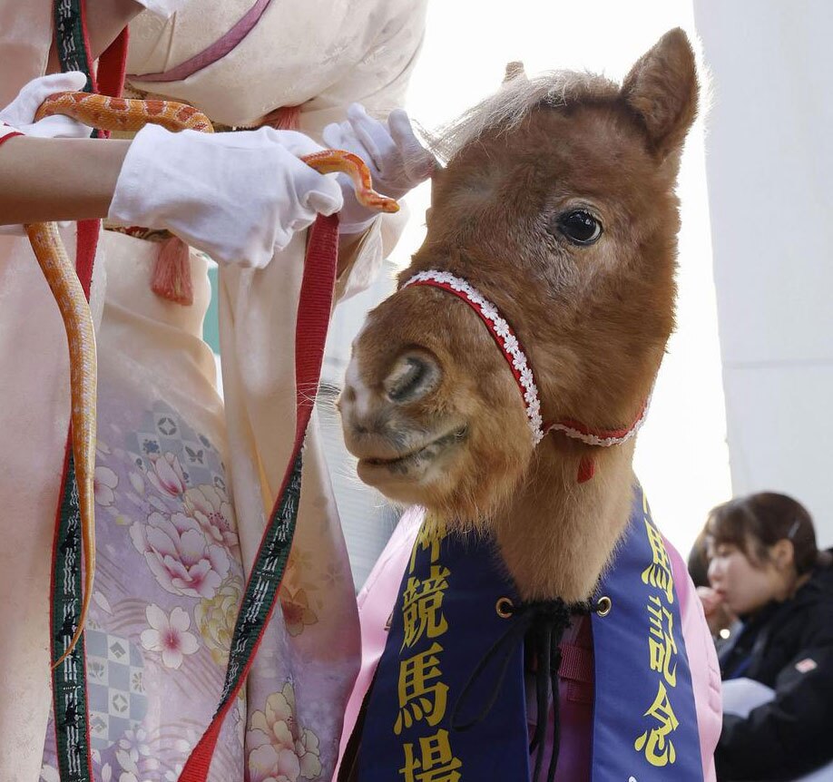 یک مار ذرت و یک اسب کوچک در مراسم تحویل سال قمری چینی در برج اوساکا ژاپن