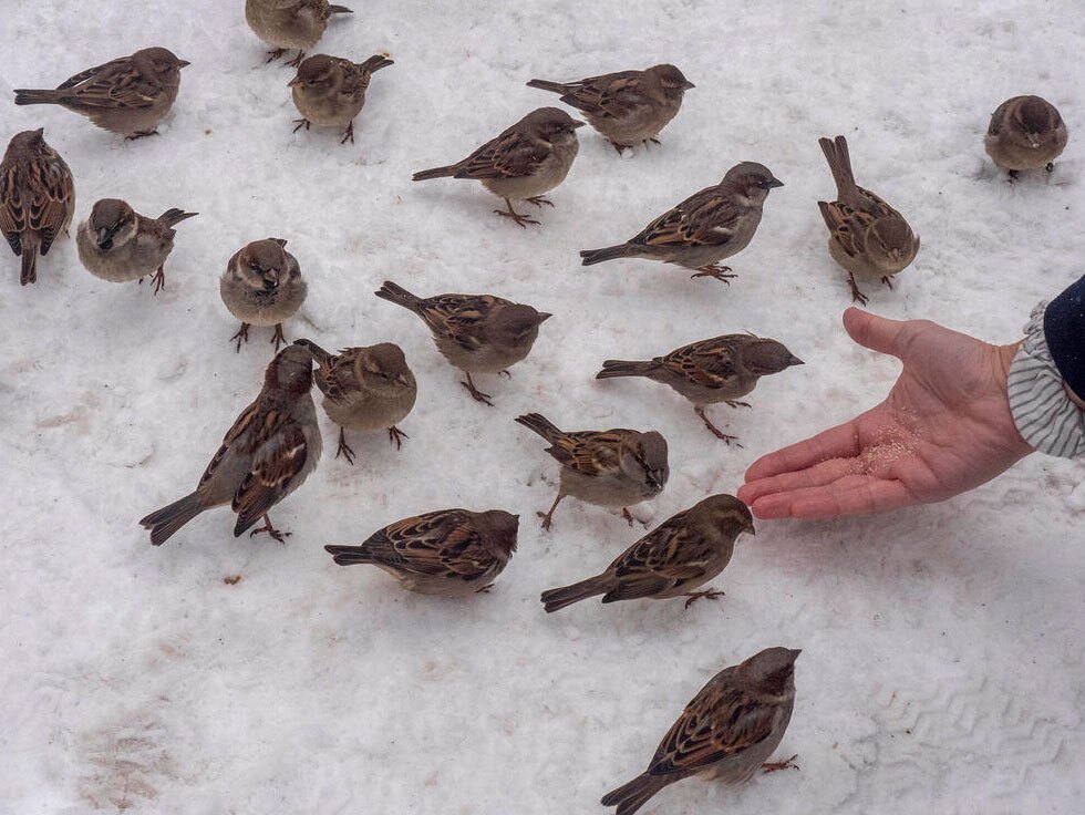 توفان برفی در نیویورک آمریکا