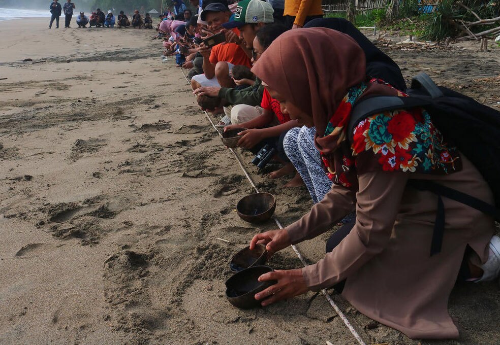 رها کردن 150 بچه لاک‌پشت زیتونی 