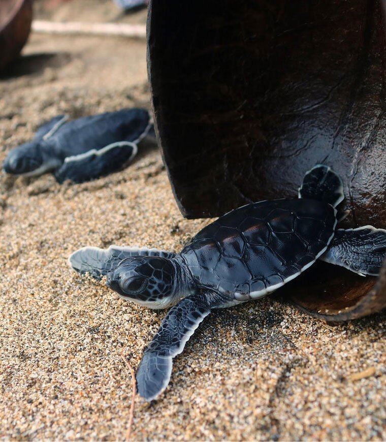 رها کردن 150 بچه لاک‌پشت زیتونی 