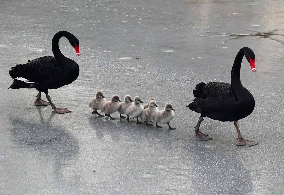 دیدنی های امروز؛ از دیدار ترامپ و نتانیاهو تا تصاویر برگزیده سال 2025 بدون شرح