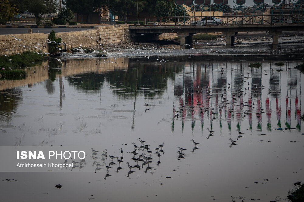 خورهای بندرعباس؛ تهدید خاموش سلامت در قلب شهر خورهای بندرعباس