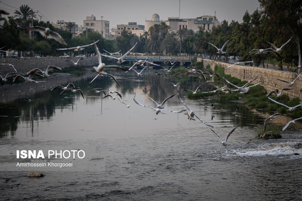 خورهای بندرعباس؛ تهدید خاموش سلامت در قلب شهر خورهای بندرعباس