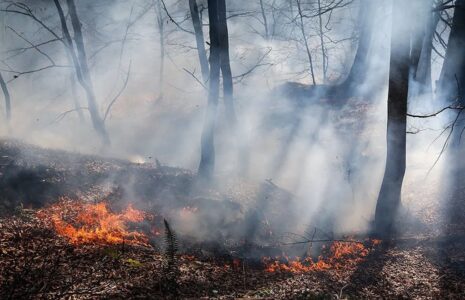 آتش‌سوزی در گونیلی کلاله