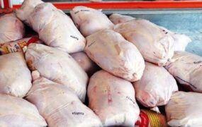 توزیع مرغ منجمد