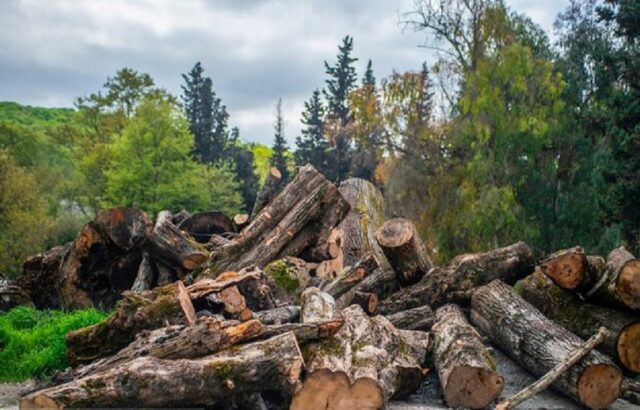 جنگل‌داری جنگل‌خواری