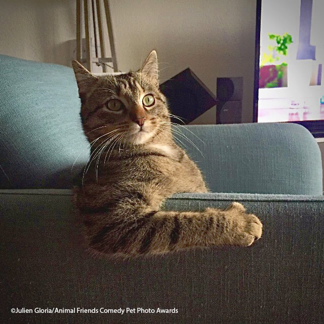 لحظههای بامزه حیوانات؛ ترندی جذاب در دنیای عکاسی عکاسی طنز حیوانات