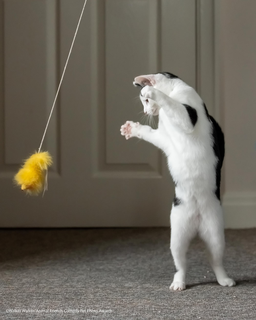 لحظههای بامزه حیوانات؛ ترندی جذاب در دنیای عکاسی عکاسی طنز حیوانات 2