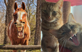 عکاسی طنز حیوانات