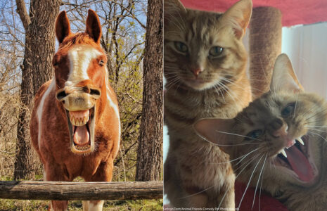 لحظههای بامزه حیوانات؛ ترندی جذاب در دنیای عکاسی عکاسی طنز حیوانات