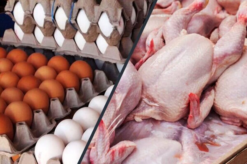 قیمت مرغ