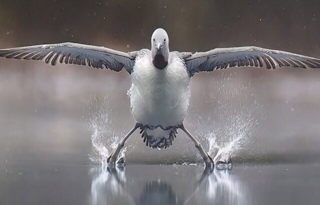 دنیای حیوانات