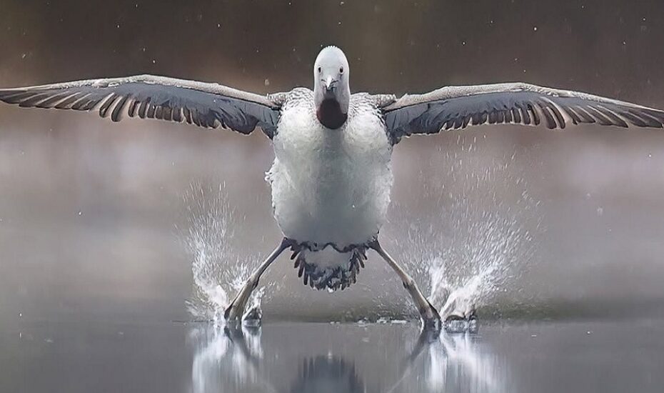 دنیای حیوانات