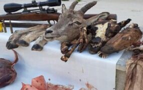 ۳ ساله حبس و جریمه ۱.۲ میلیاردی برای شکارچی ۱۲ میش باردار ۳ ساله حبس و جریمه ۱.۲ میلیاردی برای شکارچی ۱۲ میش باردار