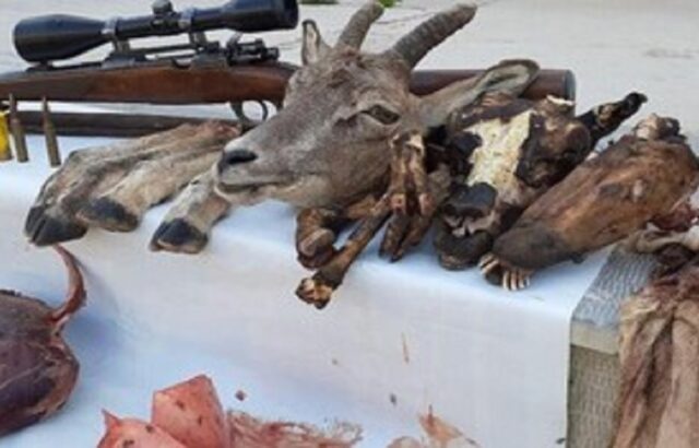 ۳ ساله حبس و جریمه ۱.۲ میلیاردی برای شکارچی ۱۲ میش باردار ۳ ساله حبس و جریمه ۱.۲ میلیاردی برای شکارچی ۱۲ میش باردار