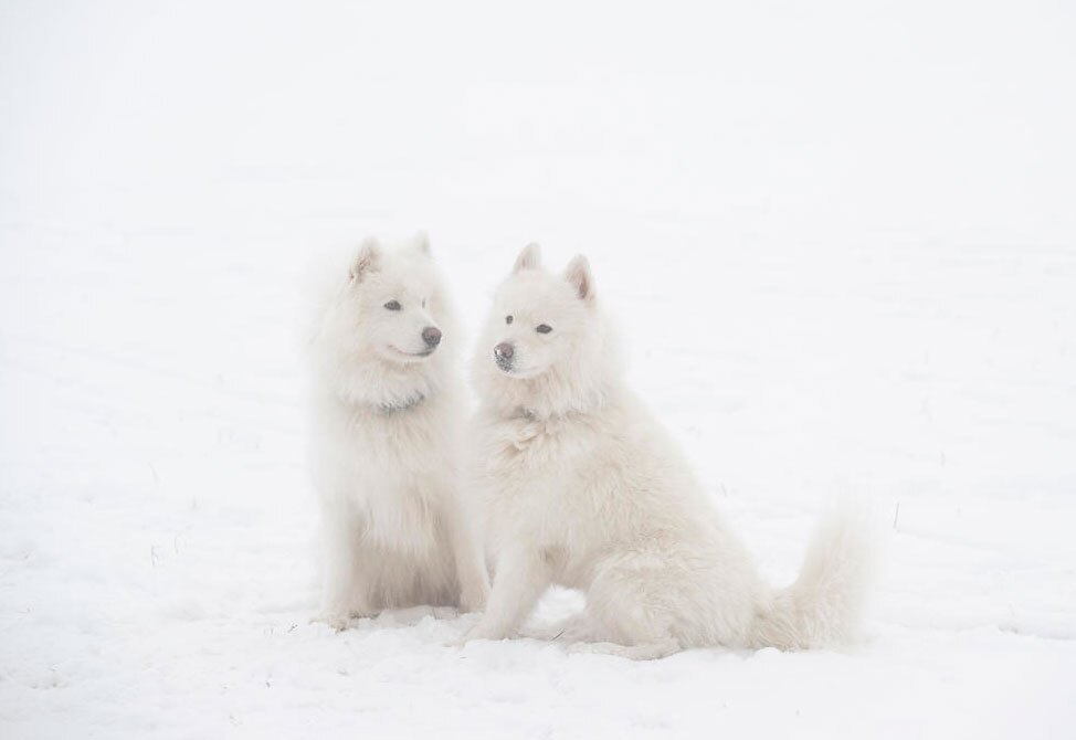 دو سگ سفید در هوای برفی آلمان