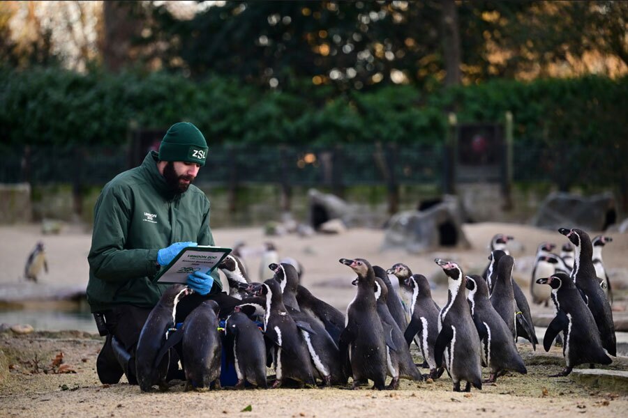سرشماری سالانه در باغ وحش لندن