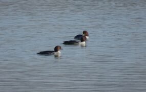 اردک چشم طلایی مهمان تالاب جوکندان