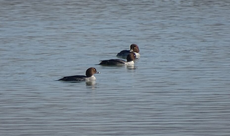 اردک چشم طلایی مهمان تالاب جوکندان