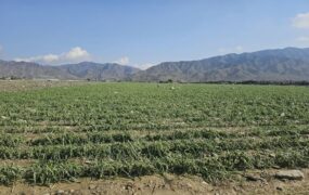 خسارت سیل اخیر به کشاورزان هرمزگانی/ فیلم خسارت سیل اخیر به کشاورزان هرمزگانی