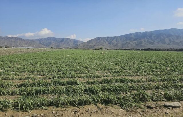 خسارت سیل اخیر به کشاورزان هرمزگانی