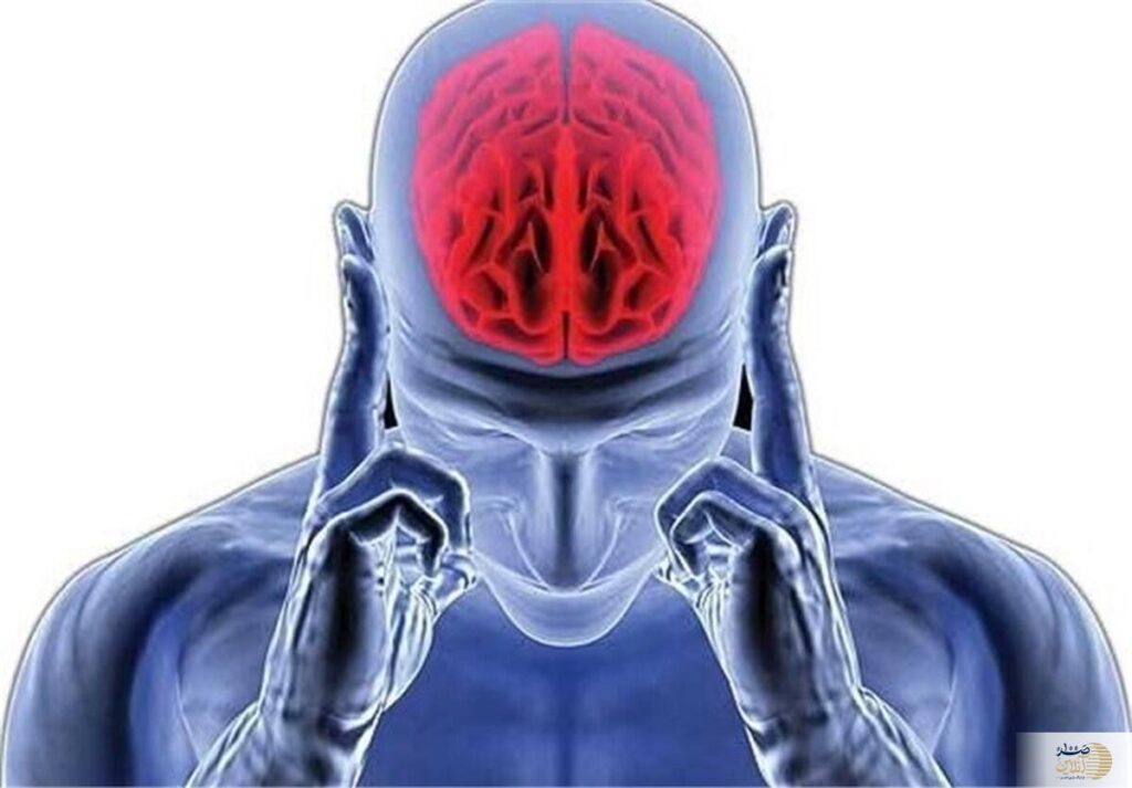 مغز