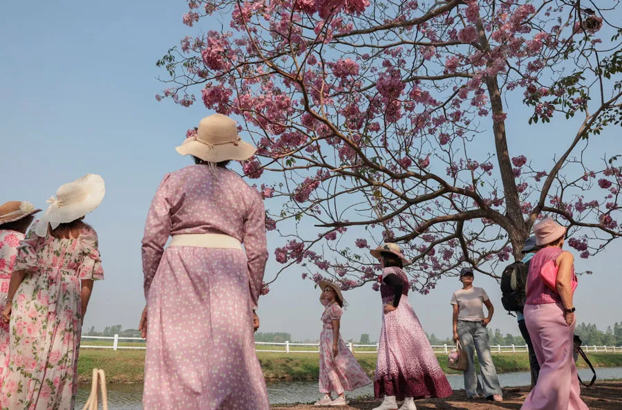 دیدنی های امروز؛ از چهارمین سالگرد آغاز جنگ اوکراین تا موج آشوب های شهری در مکزیک مردم در حال عکس گرفتن با درختان شکوفه زده "تاببویا رزا"