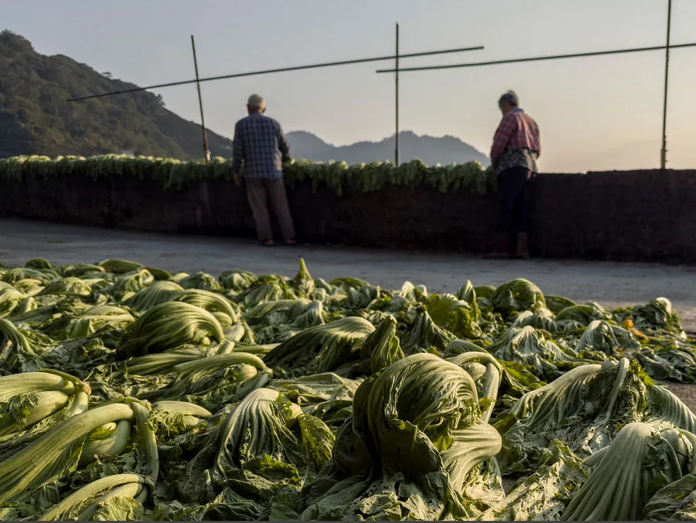 برگ‌های بلند خردل