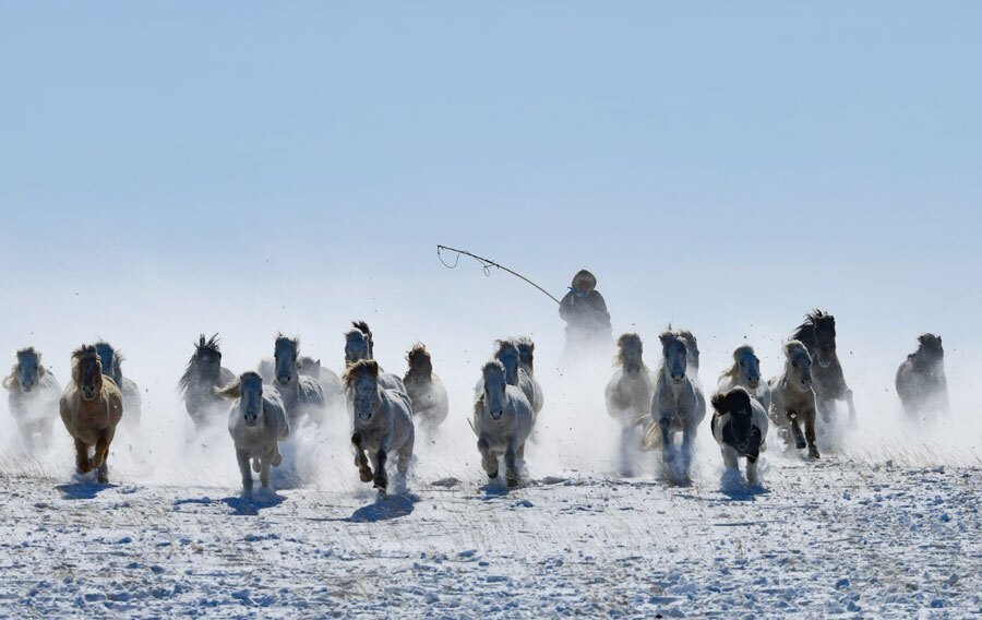 یک گله‌دار در حال راندن اسب‌ها در میان برف در طول مراسم سال نو چینی در مغولستان داخلی چین/ شینهوا
