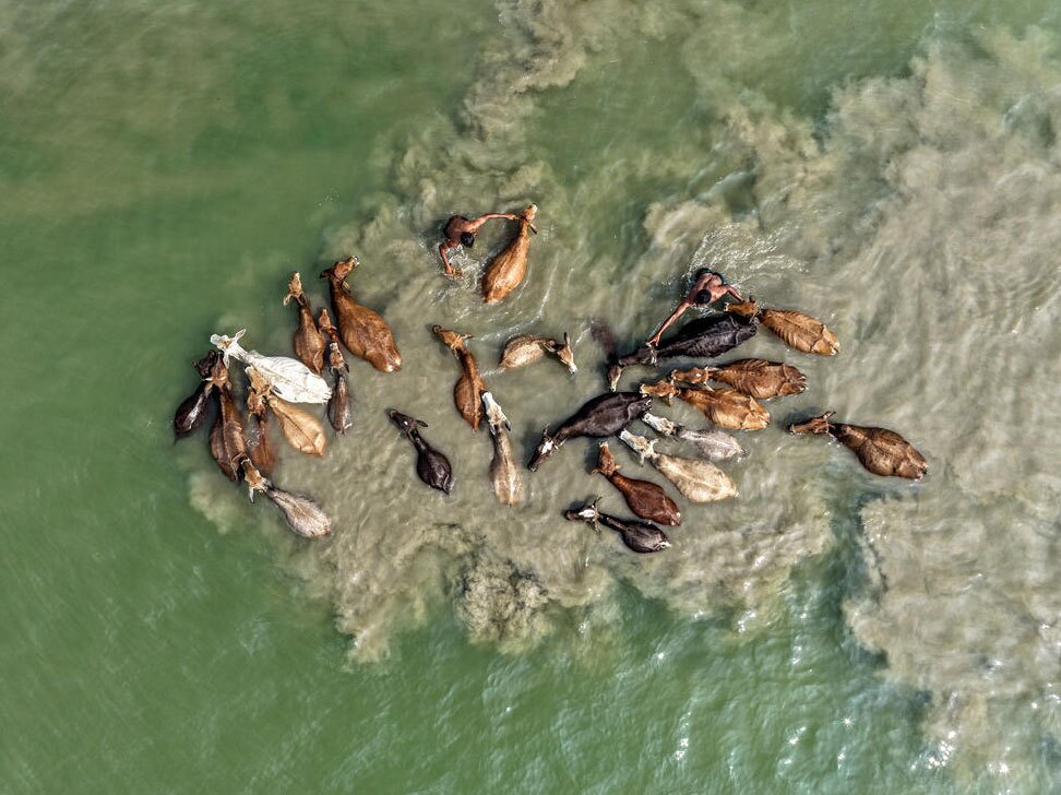 شستن گاوها در رودخانه "براهماپوترا"