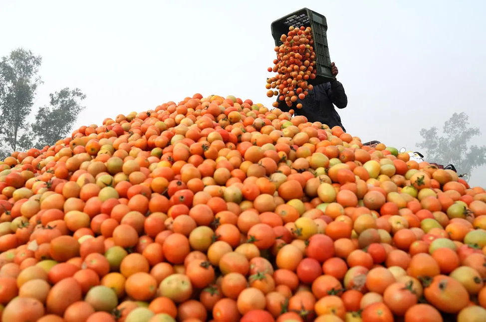 فروش گوجه در یک بازار عمده محلی