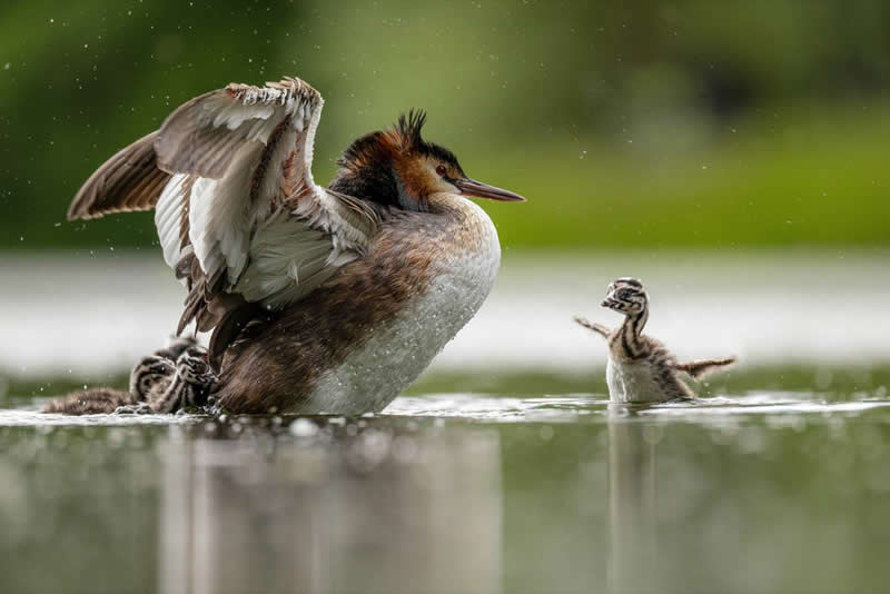 عکسهای برنده‌ی جایزه از مادران حیوانات