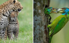 عکسهای برنده‌ی جایزه از مادران حیوانات