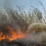 آتش‌سوزی در تالاب انزلی مهار شد