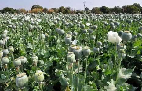 تصویب کشت کنترل‌شده گل خشخاش برای تولید داروهای مخدر پزشکی