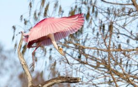 دیدنی های امروز