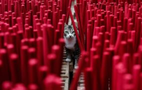 دیدنی های امروز