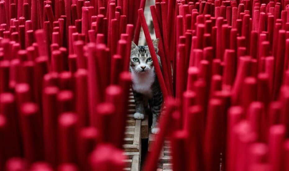 دیدنی های امروز