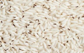 راه‌های مؤثر پیشگیری و از بین بردن سوسک برنج در خانه