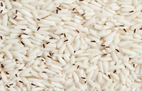 راه‌های مؤثر پیشگیری و از بین بردن سوسک برنج در خانه