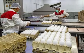 قیمت+تخم+مرغ