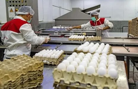 قیمت+تخم+مرغ