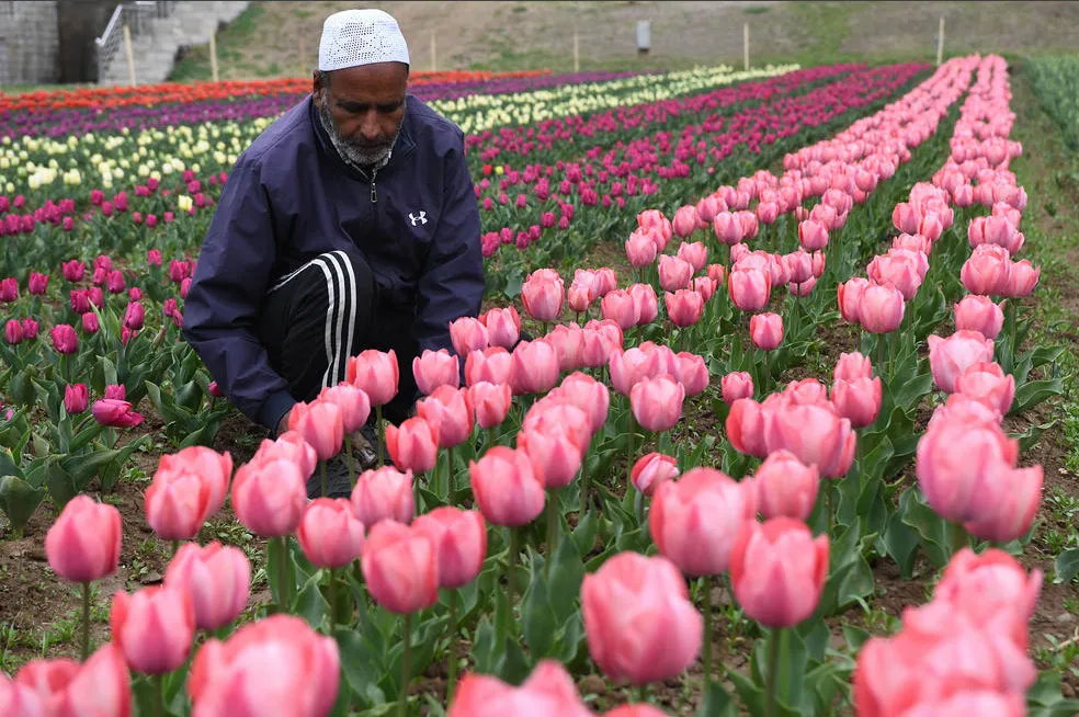 یک باغ گل لاله در کشمیر