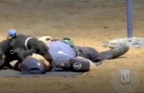 اجرای CPR سگ پلیس مادرید در تمرین/ فیلم