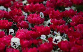 گل‌های لاله