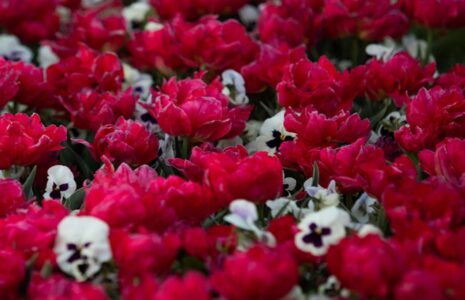 گل‌های لاله